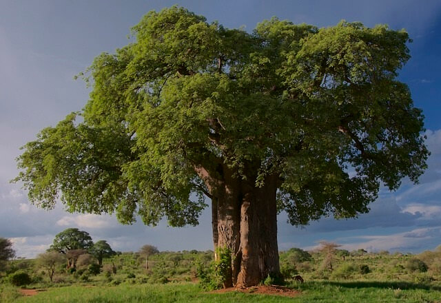 Budidaya pohon baobab