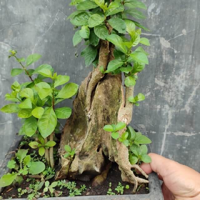 Budidaya pohon gulo gumantung