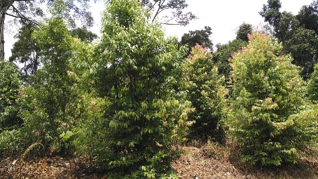 Budidaya pohon kayu manis