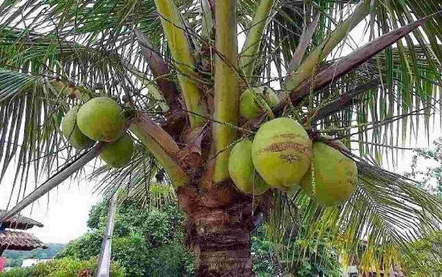 Budidaya pohon kelapa hijau