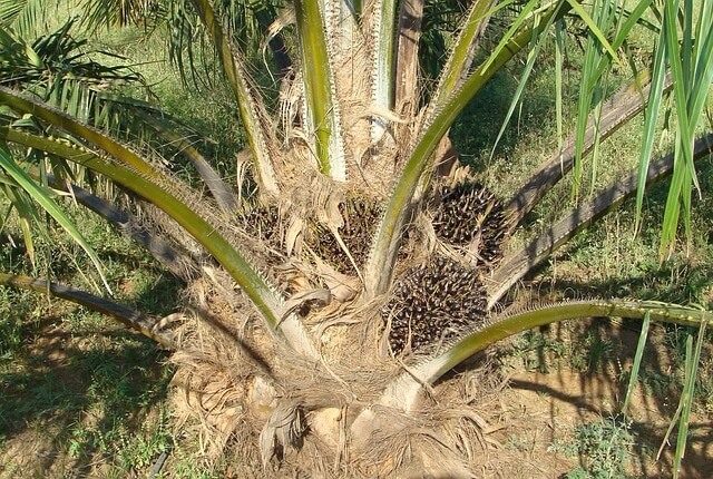 Budidaya pohon kelapa sawit