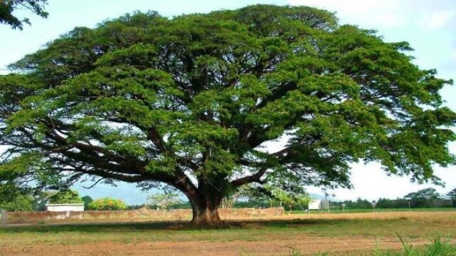 Budidaya pohon trembesi