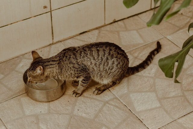 Cara mengatasi kucing dehidrasi