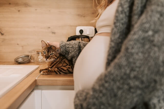 Cara merawat kucing umur 1 bulan