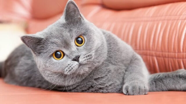 Ciri-ciri kucing british shorthair