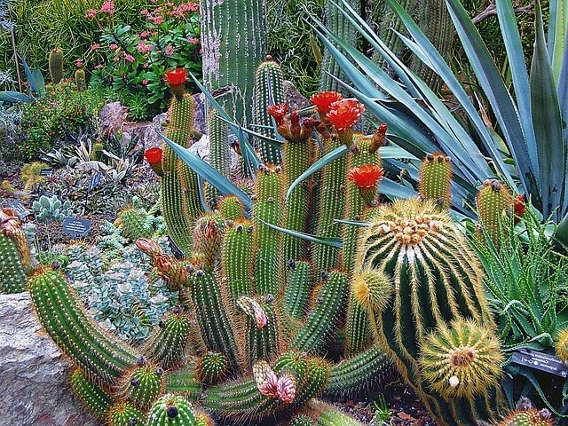 Ciri-ciri pohon kaktus
