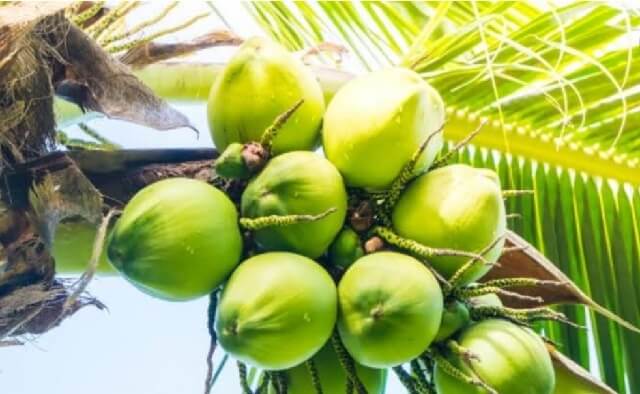 Ciri-ciri pohon kelapa hijau