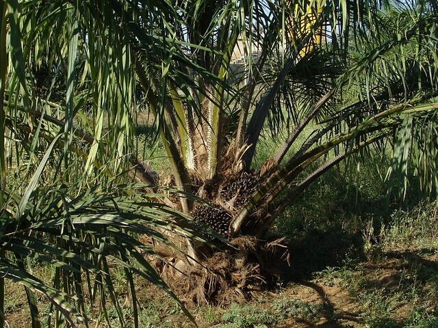 Ciri-ciri pohon kelapa sawit