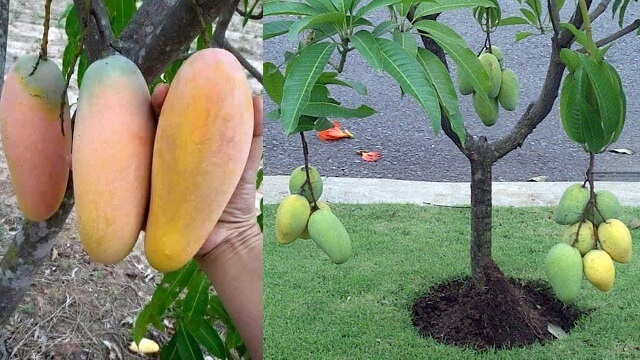 Ciri-ciri pohon mangga chokanan