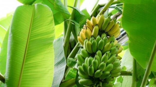 Ciri-ciri pohon pisang cavendish