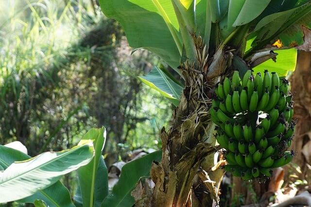 Ciri-ciri pohon pisang