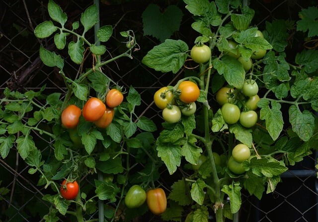 Ciri-ciri pohon tomat
