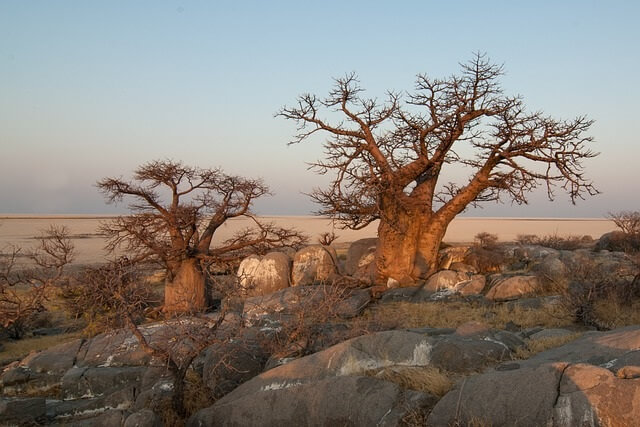 Jenis-jenis pohon baobab