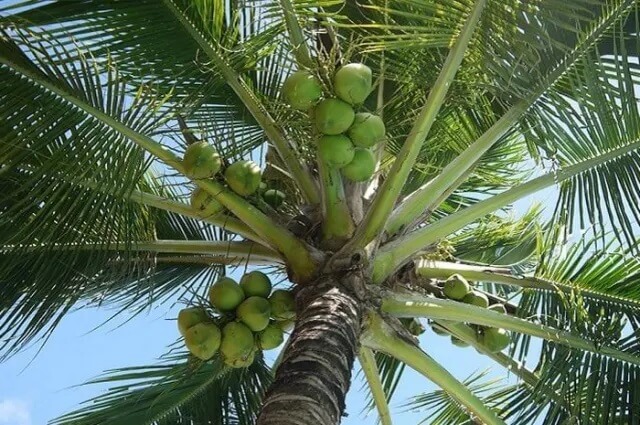 Jenis-jenis pohon kelapa hijau