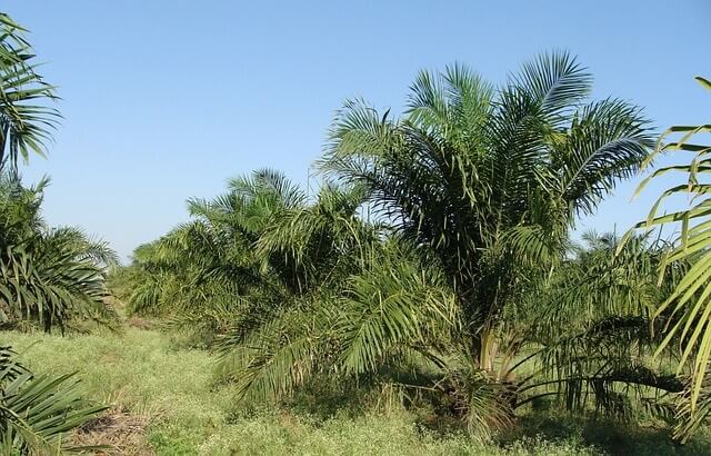 Jenis-jenis pohon kelapa sawit