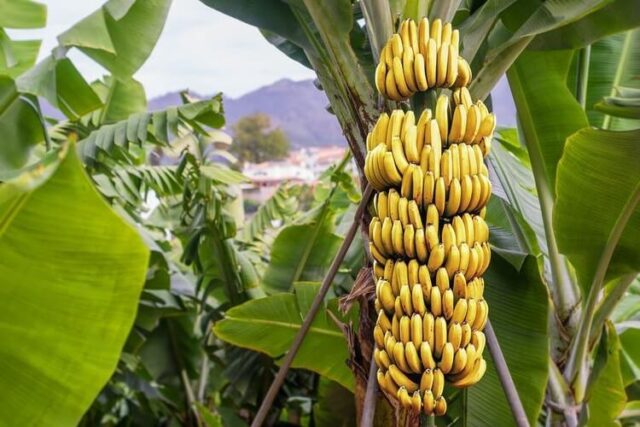 Jenis-jenis pohon pisang cavendish
