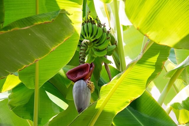 Jenis-jenis pohon pisang