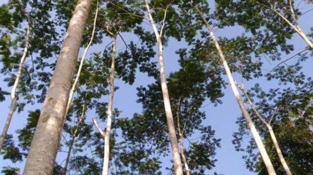 Jenis-jenis pohon sengon