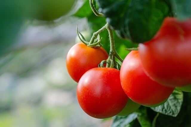 Jenis-jenis pohon tomat