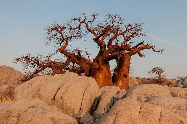 Manfaat pohon baobab