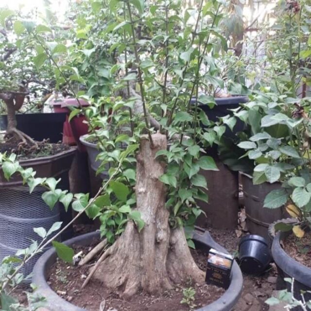 Manfaat pohon gulo gumantung