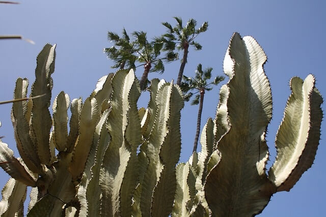Manfaat pohon kaktus