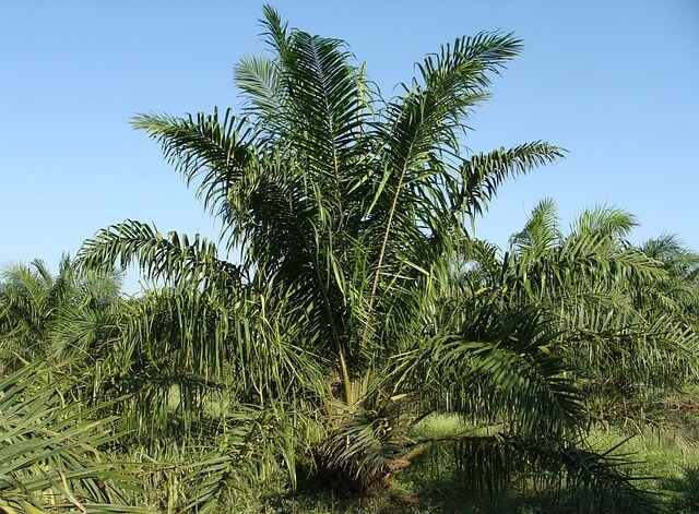 Manfaat pohon kelapa sawit