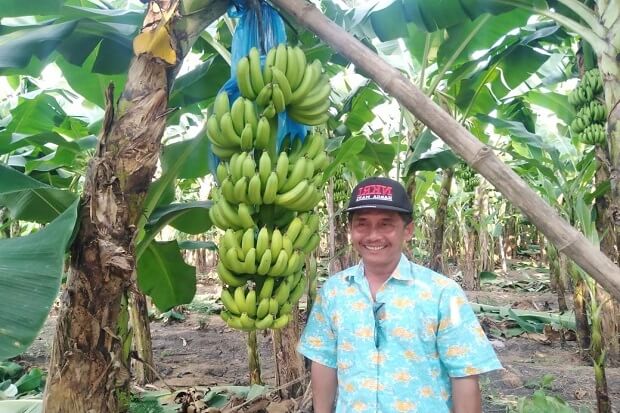 Manfaat pohon pisang cavendish