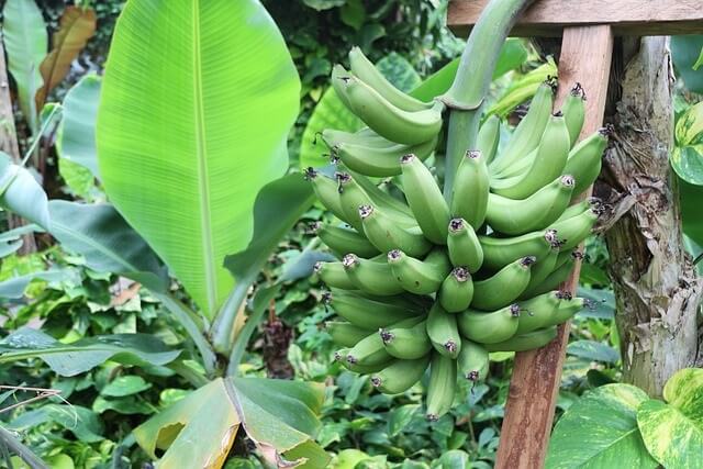 Manfaat pohon pisang