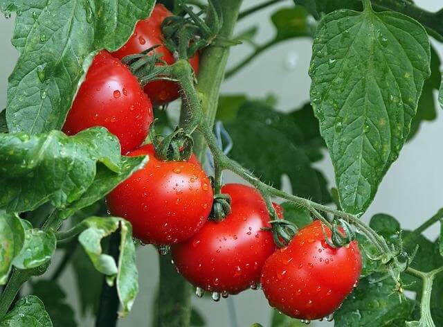 Manfaat pohon tomat