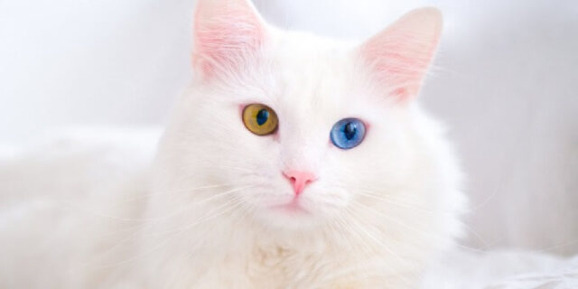 Penyebab kucing albino