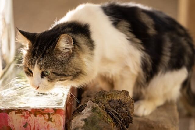 Penyebab kucing dehidrasi
